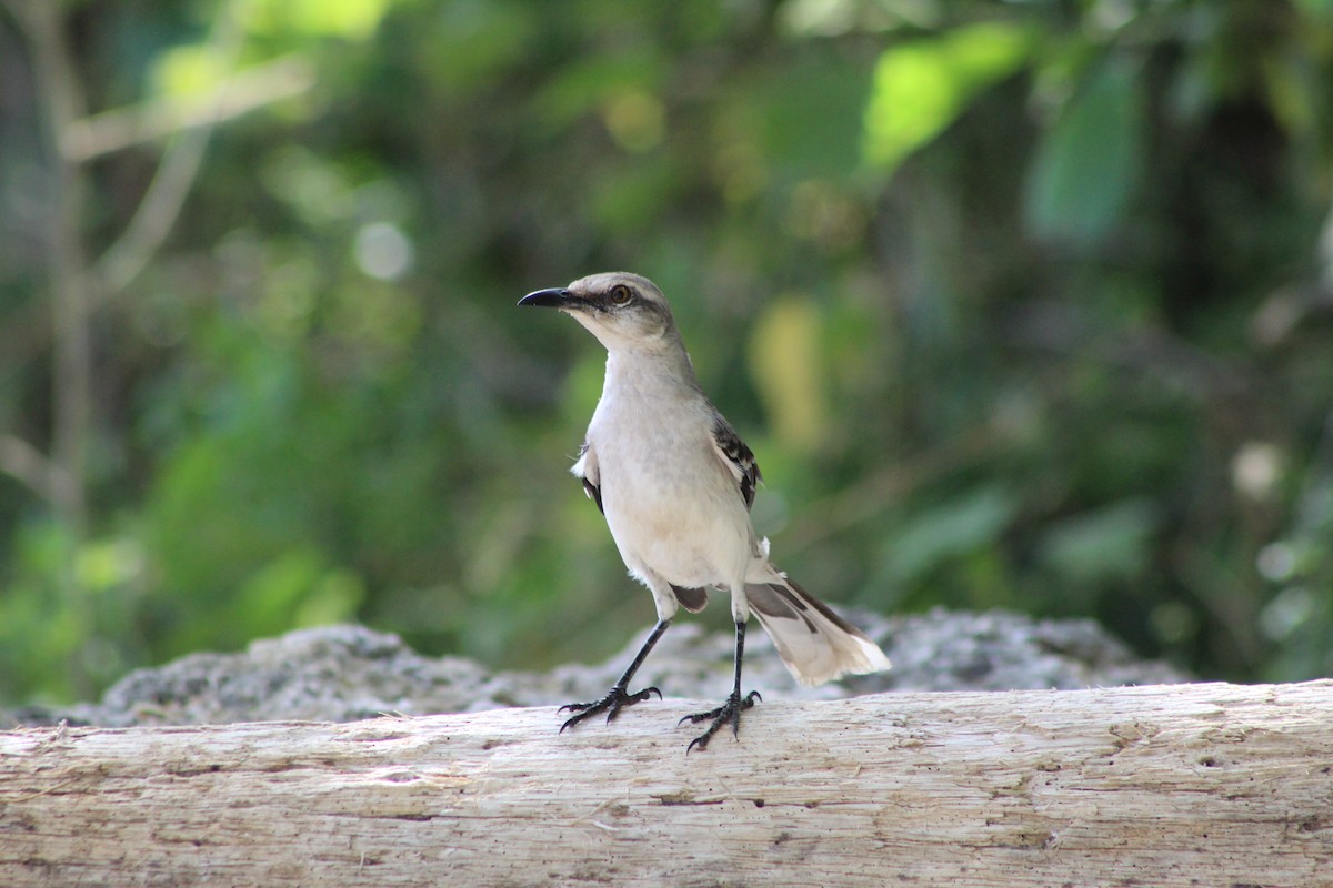 Tropical Mockingbird - ML620041132