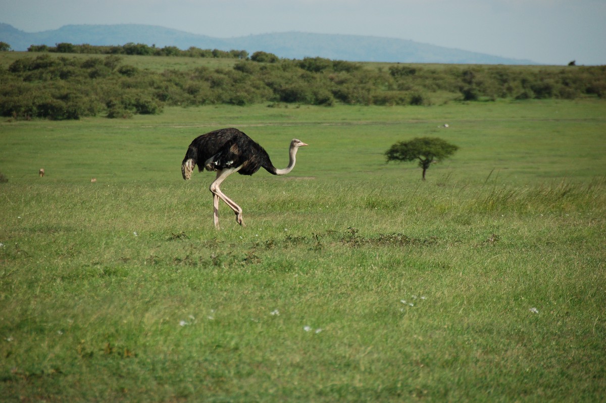 Африканский страус - ML620041135