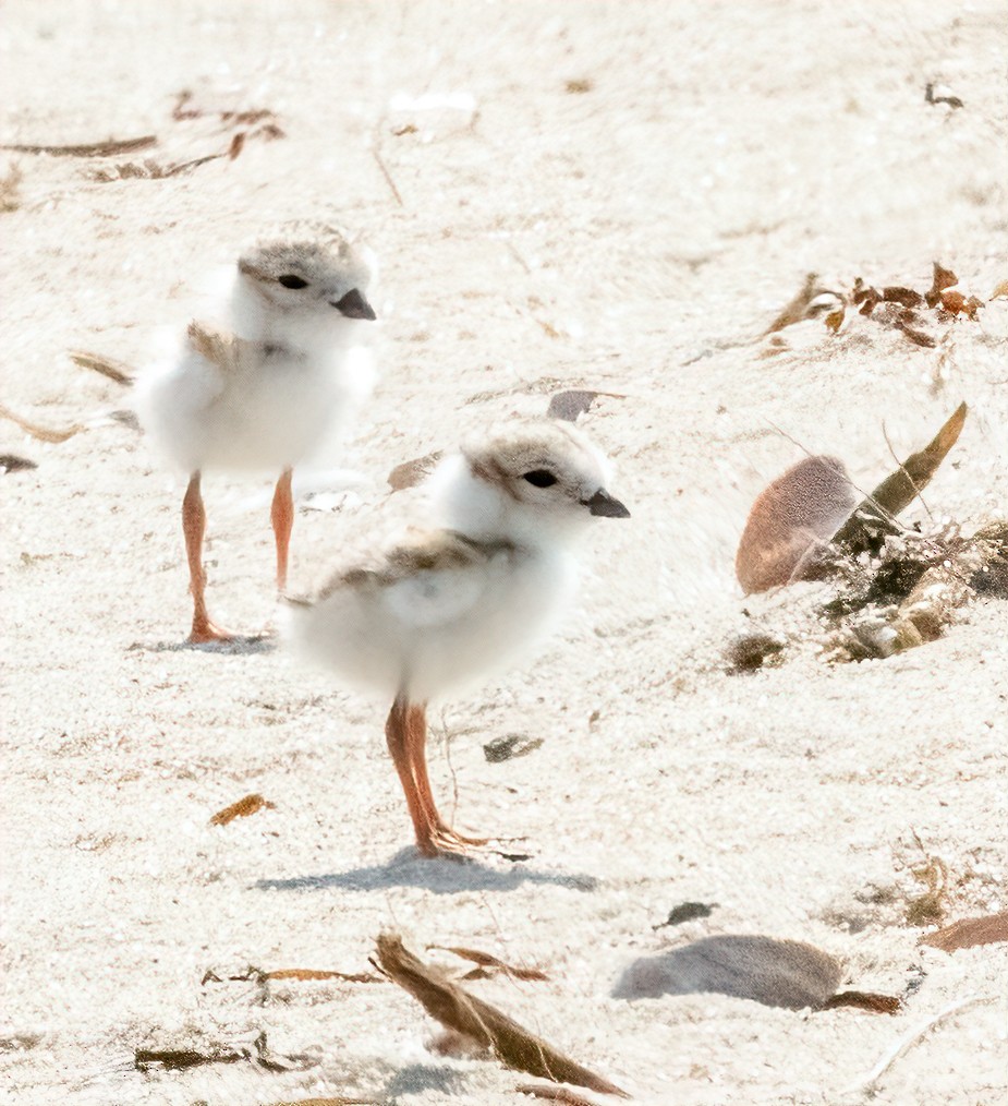 Piping Plover - ML620041137