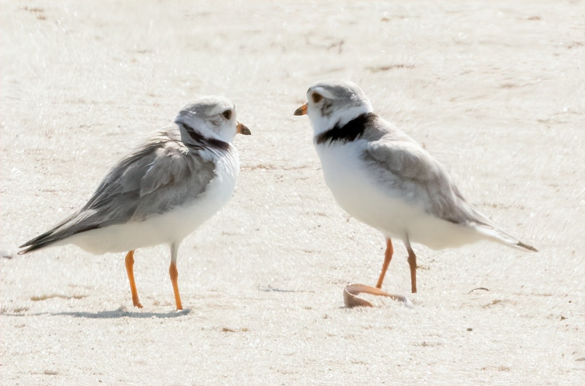 Piping Plover - ML620041138