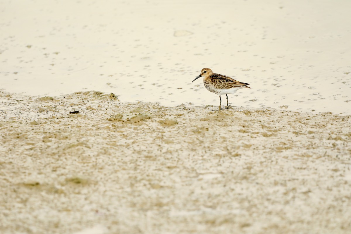 Dunlin - ML620041144