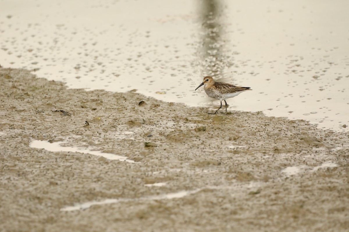 Dunlin - ML620041146