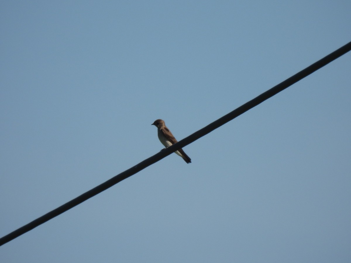 Northern Rough-winged Swallow - ML620041160