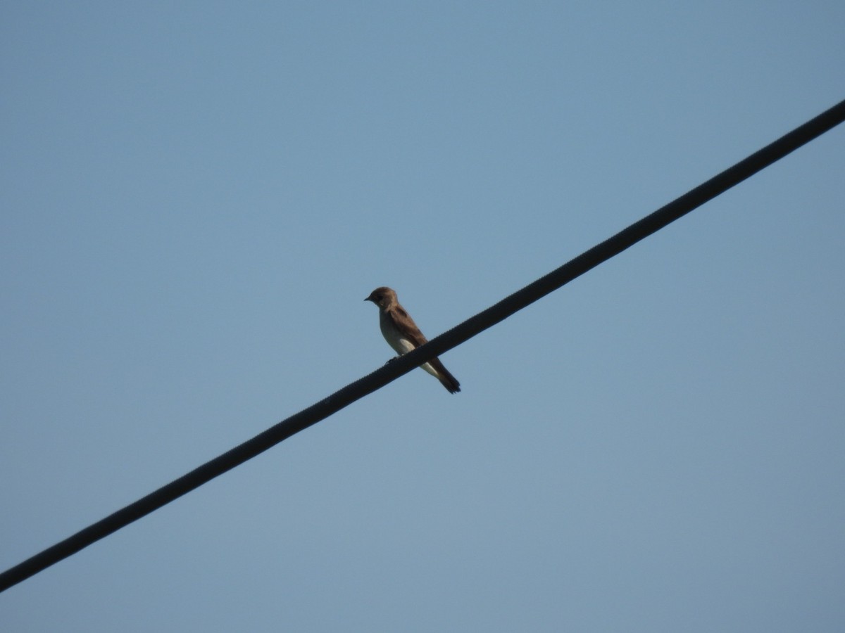 Golondrina Aserrada - ML620041160