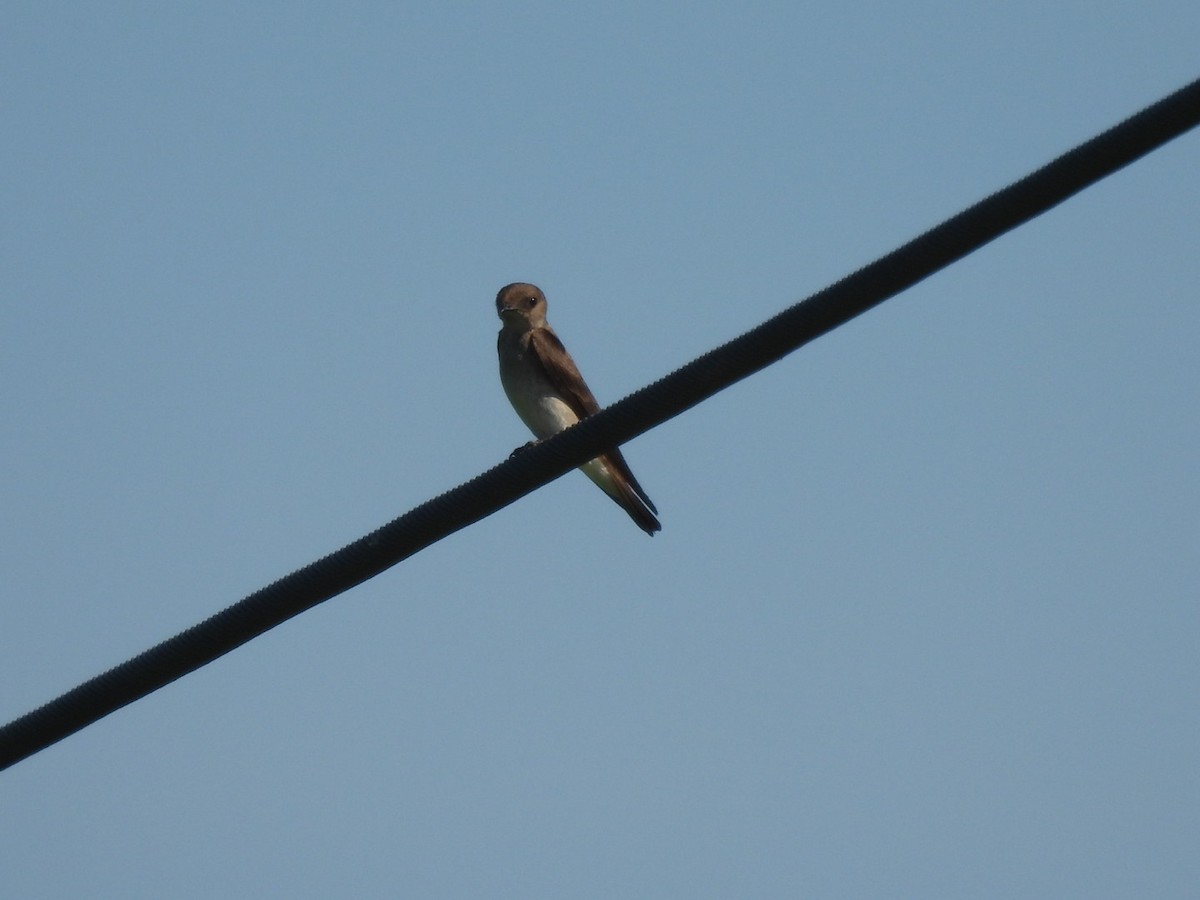 Northern Rough-winged Swallow - ML620041161