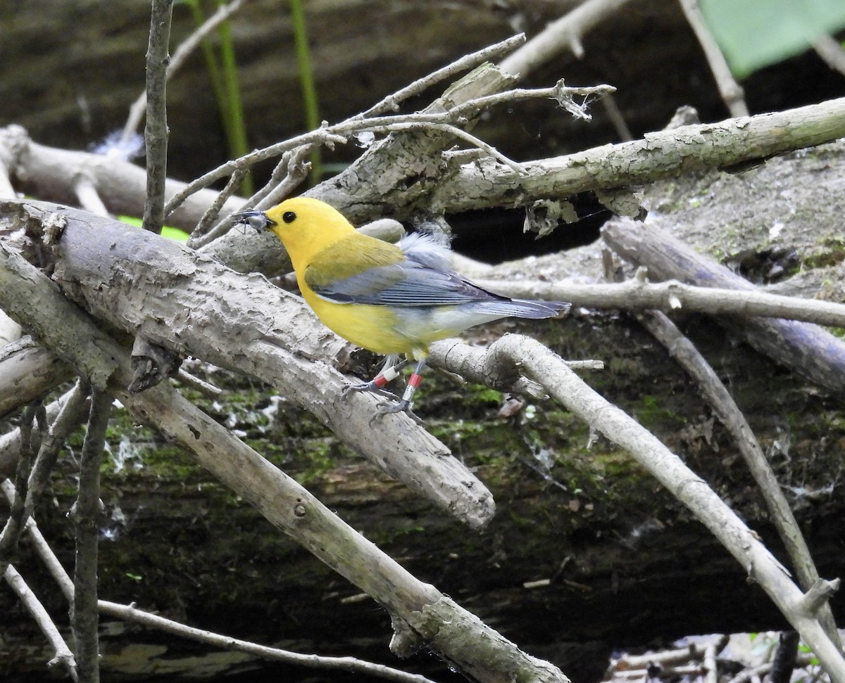 Prothonotary Warbler - ML620041163
