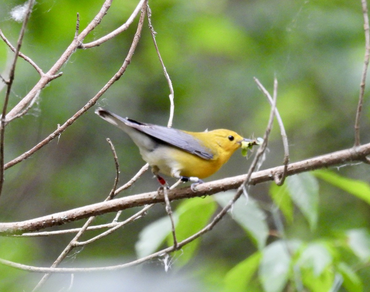 Prothonotary Warbler - ML620041164