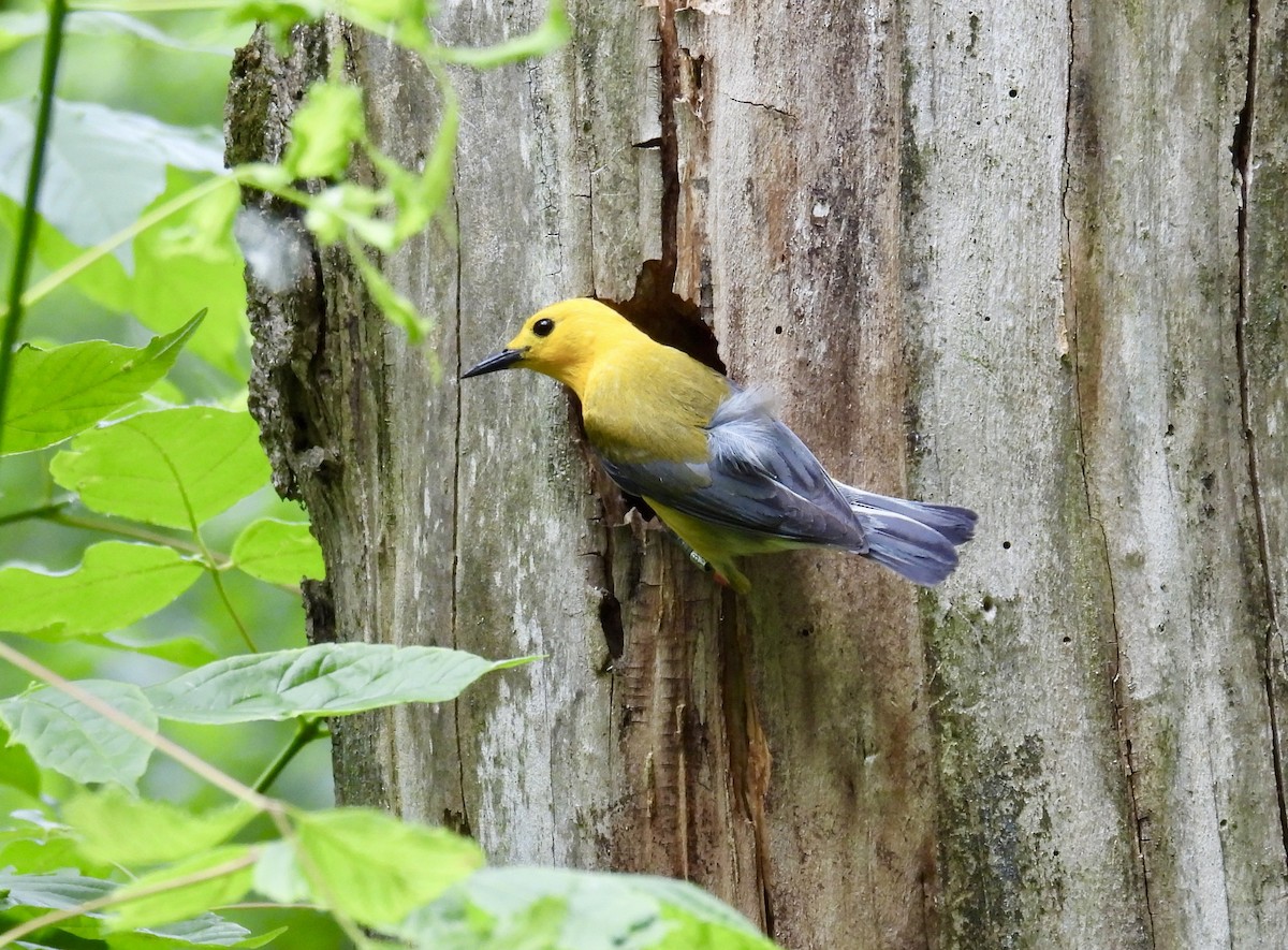 Prothonotary Warbler - ML620041165