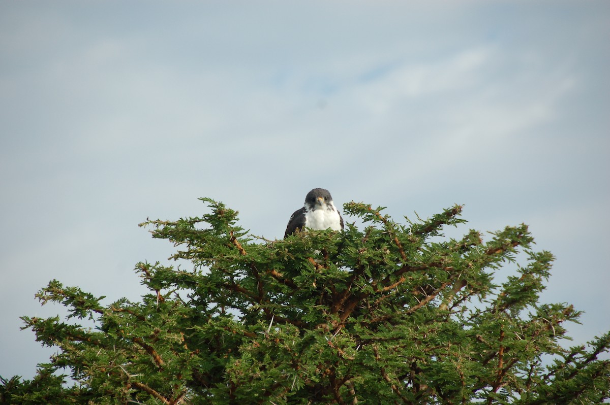 Augur Buzzard - ML620041170