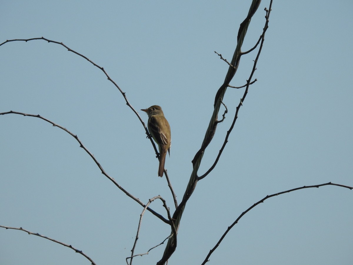 Willow Flycatcher - ML620041179