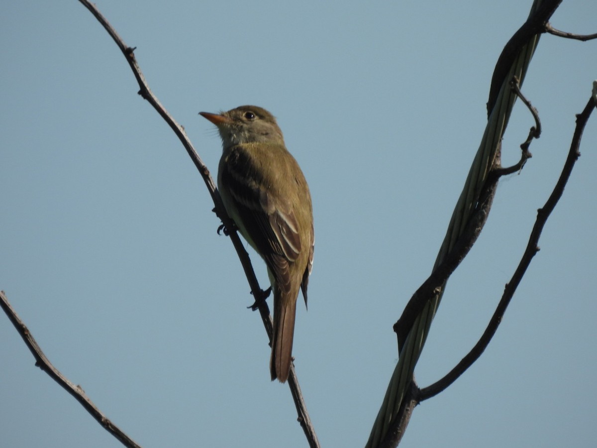 Willow Flycatcher - ML620041180