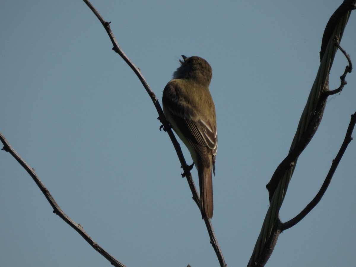 Willow Flycatcher - ML620041181