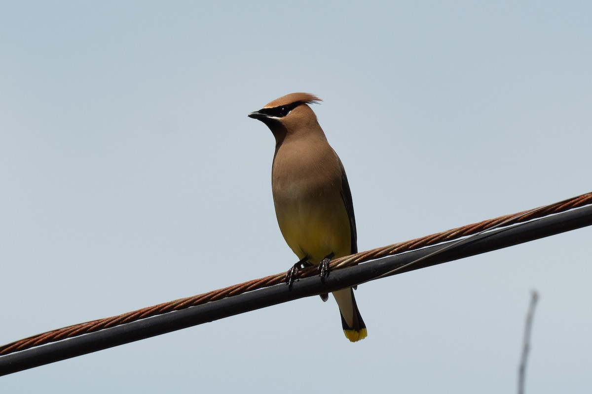 Cedar Waxwing - ML620041183