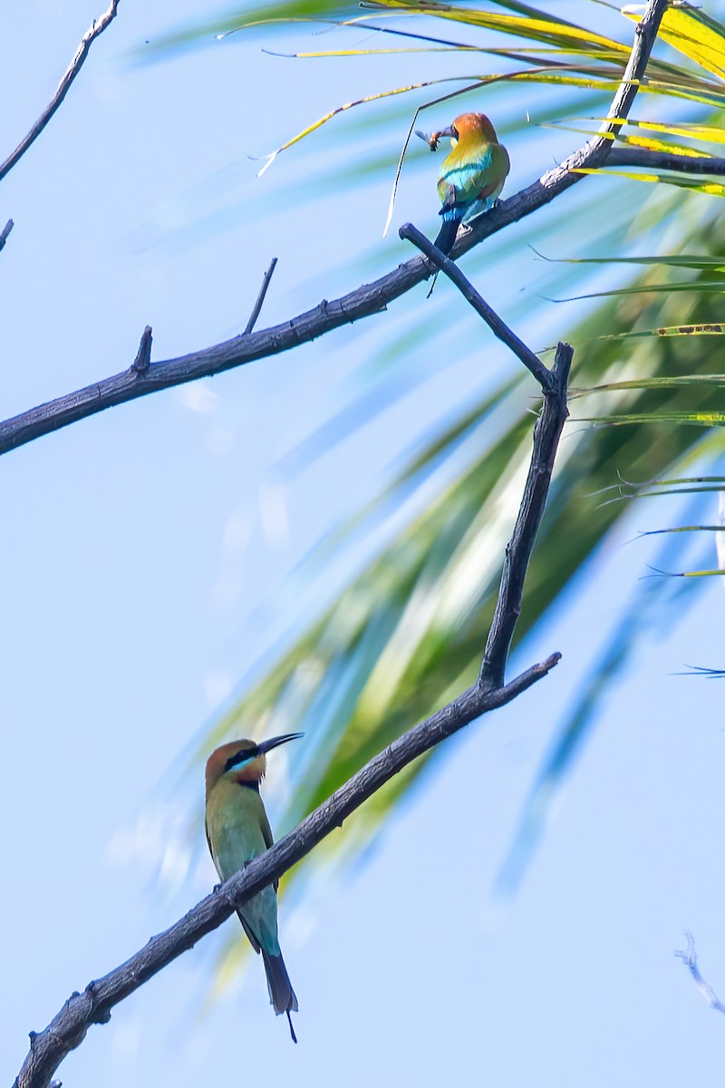 Rainbow Bee-eater - ML620041184