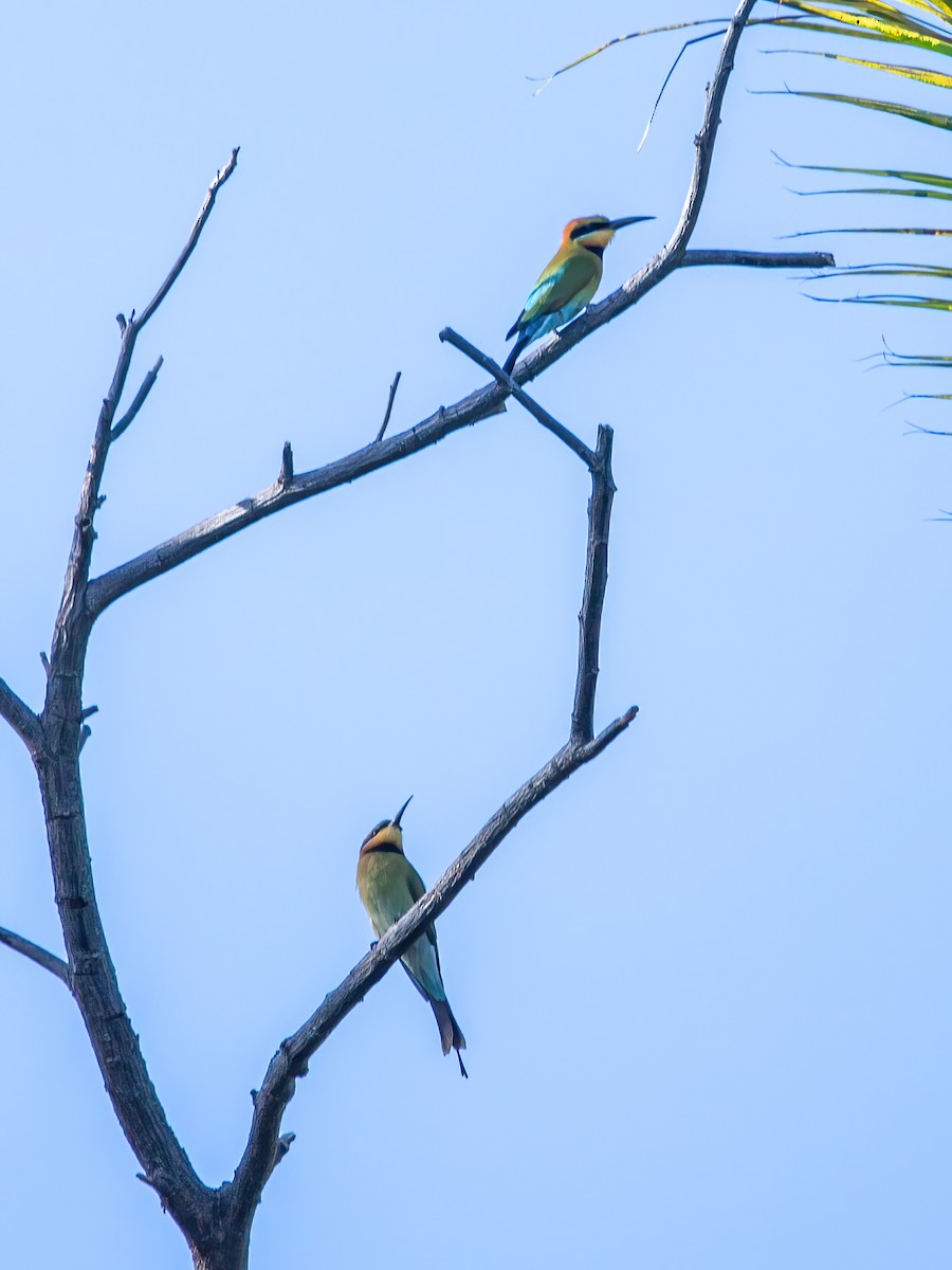 Rainbow Bee-eater - ML620041185
