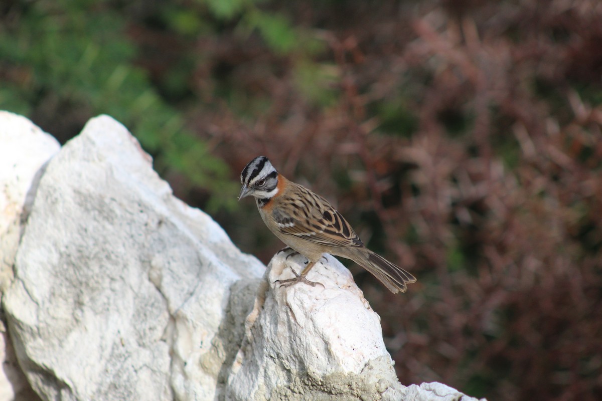 Rufous-collared Sparrow - ML620041201