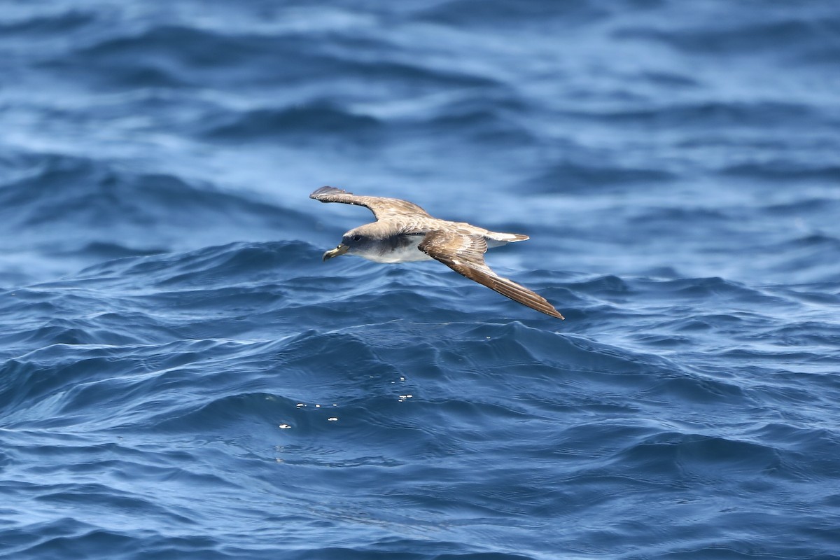 Cory's/Scopoli's Shearwater - Bob Sanders
