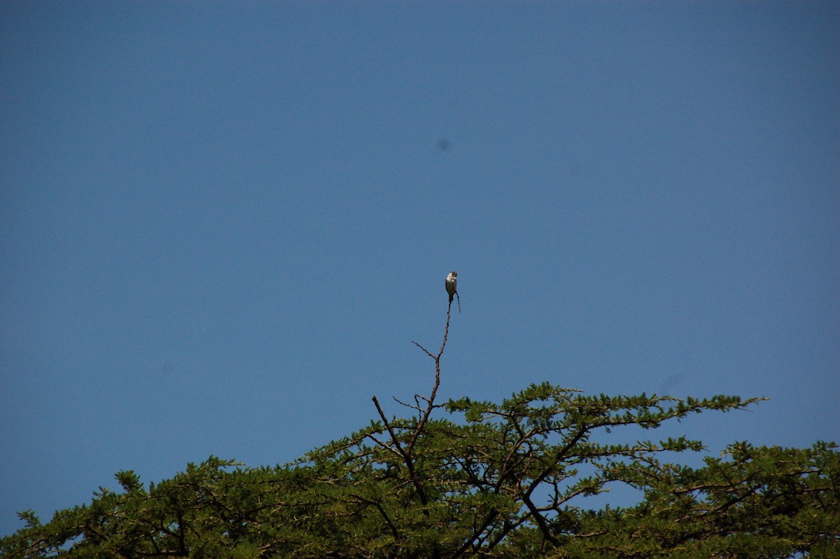 Pygmy Falcon - ML620041216