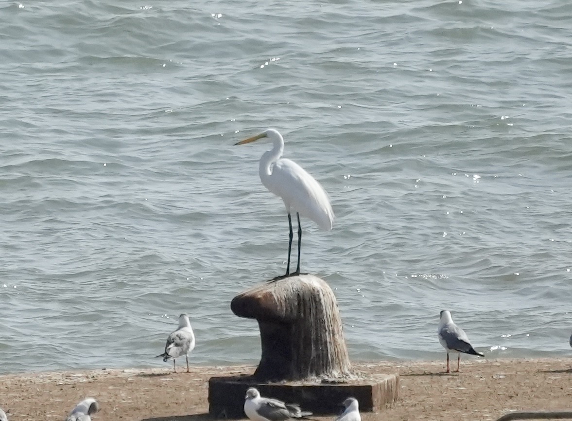 Great Egret - ML620041217