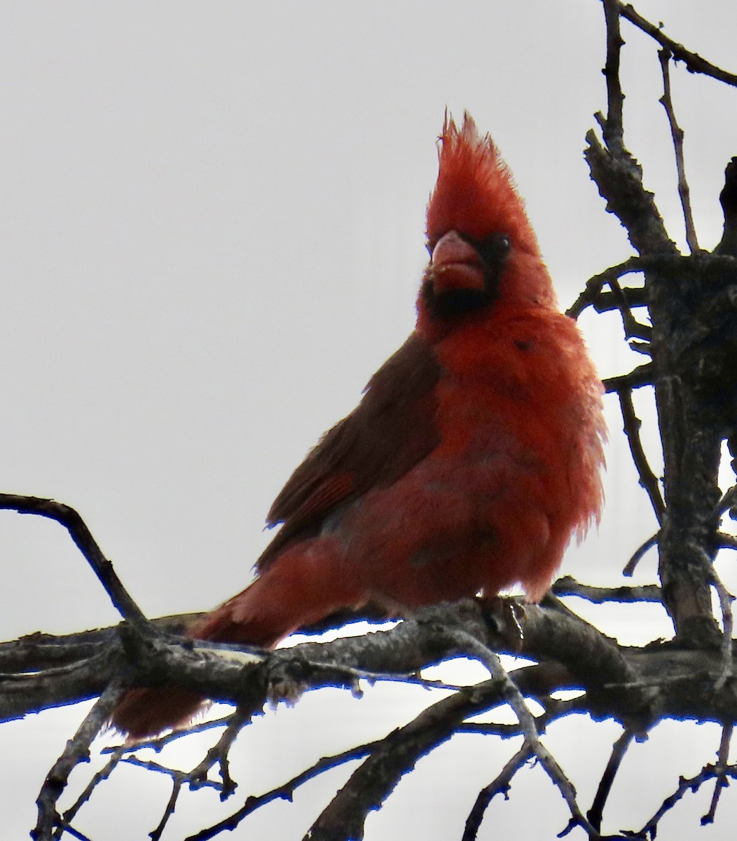 Cardinal rouge - ML620041219