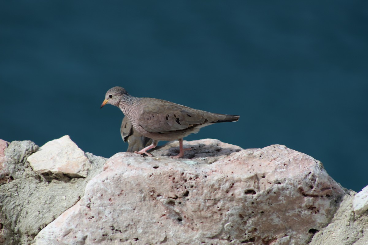Common Ground Dove - ML620041226