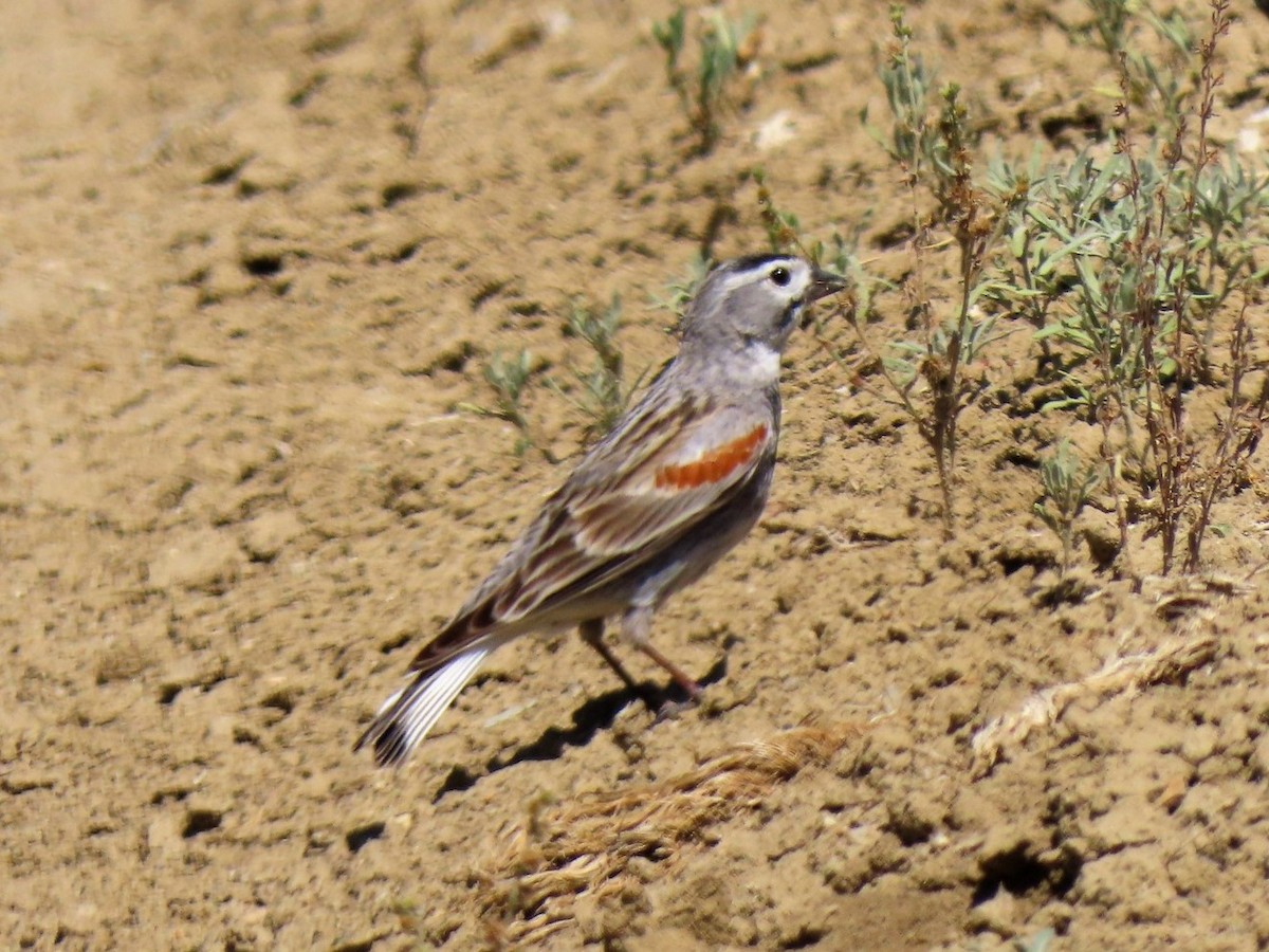 Thick-billed Longspur - ML620041231