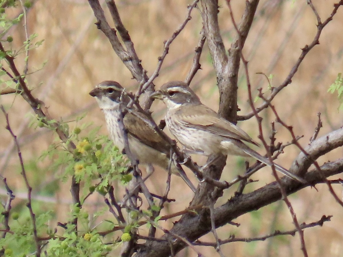 Black-throated Sparrow - ML620041237