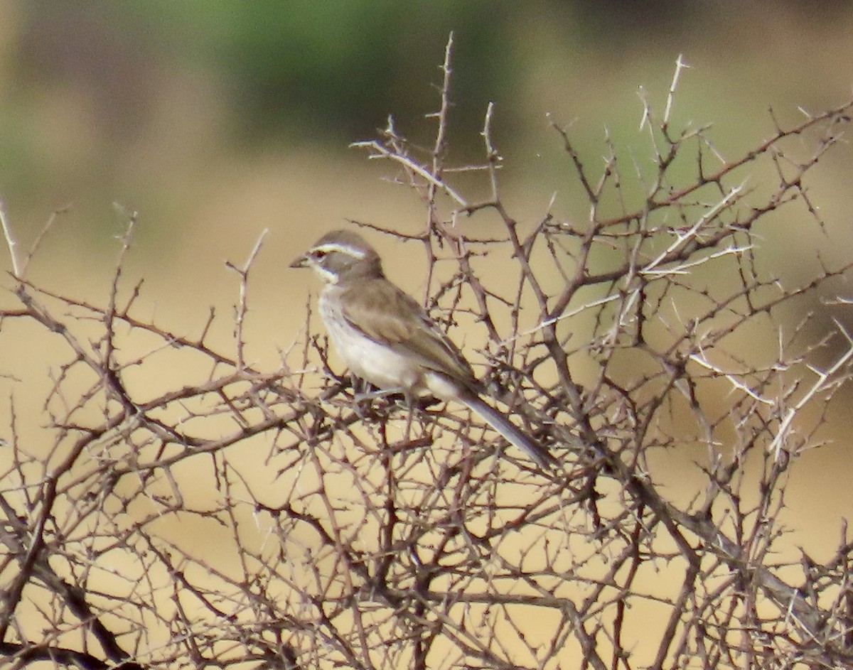 Black-throated Sparrow - ML620041238