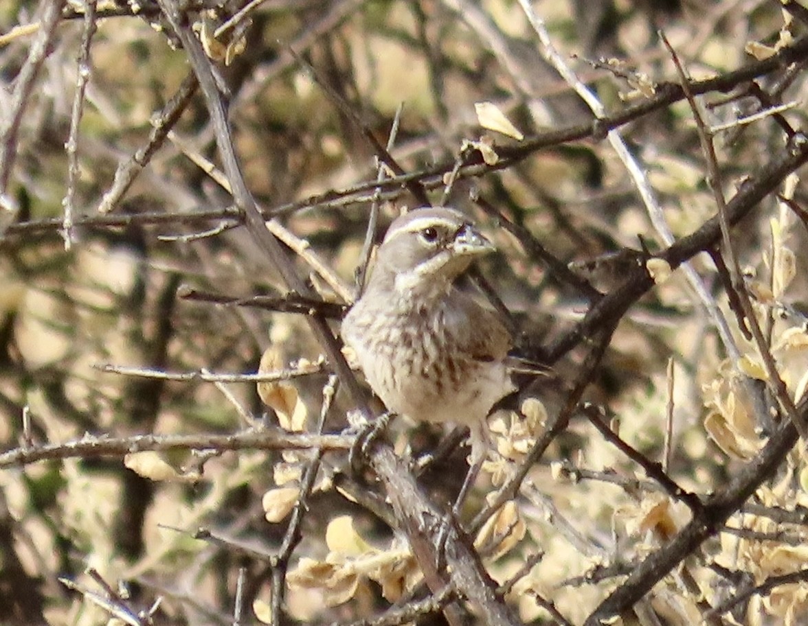 Black-throated Sparrow - ML620041239