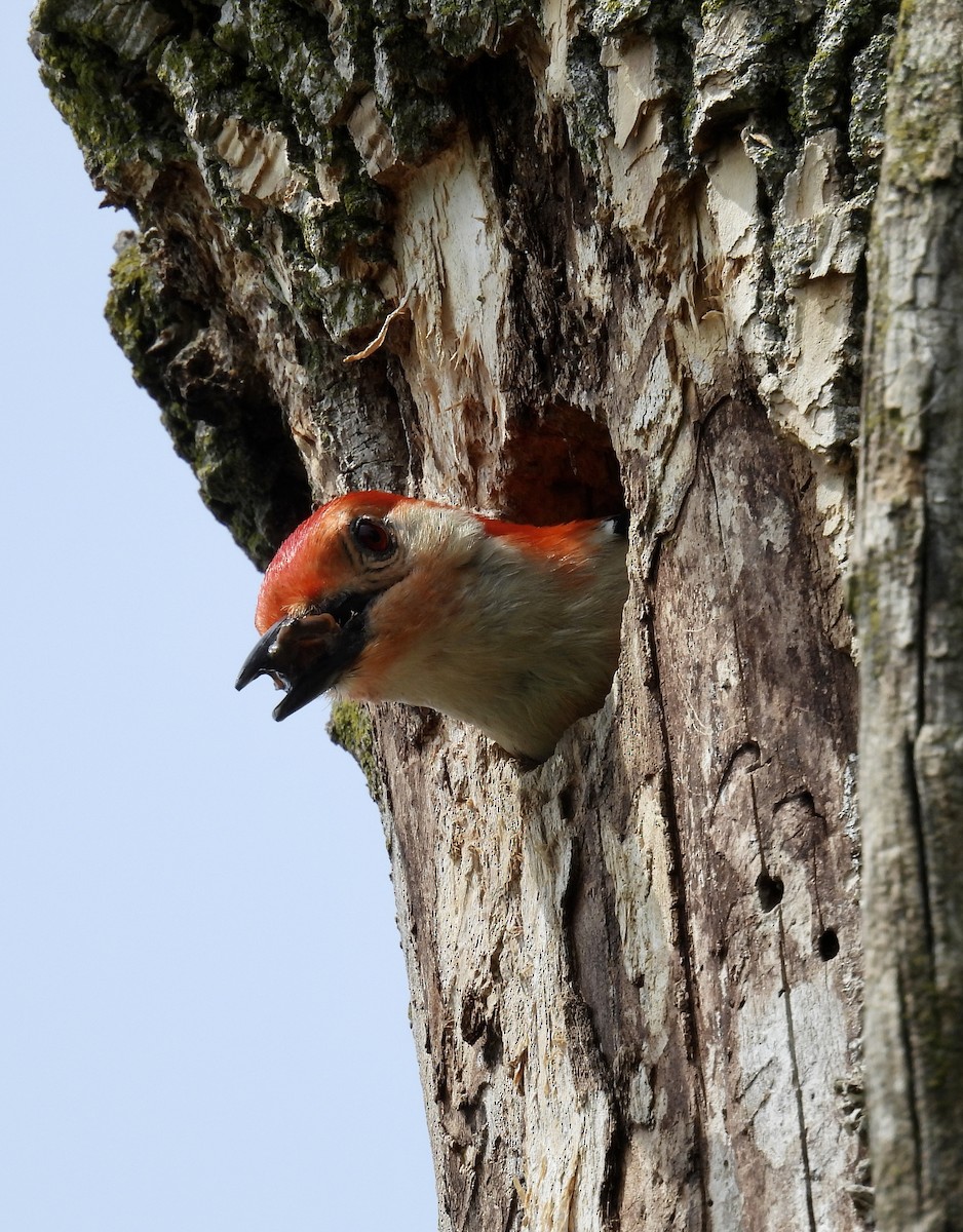 Red-bellied Woodpecker - ML620041286