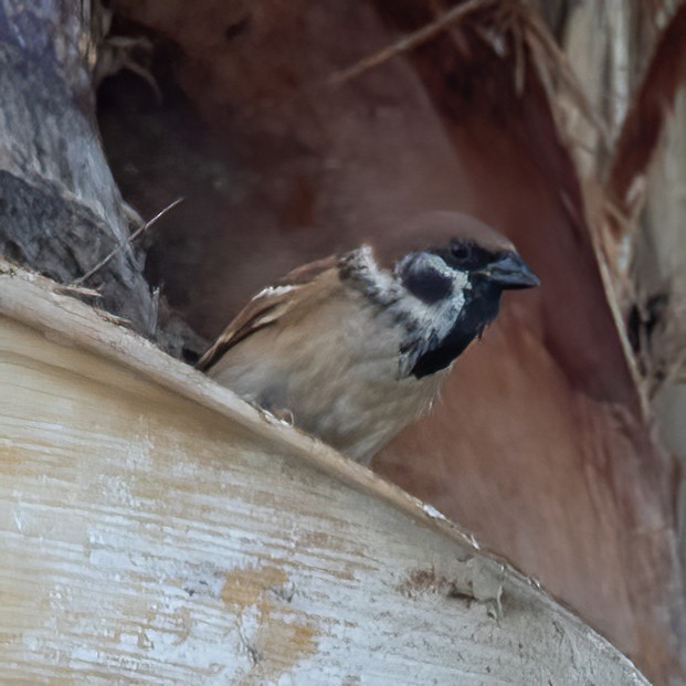 Eurasian Tree Sparrow - ML620041290