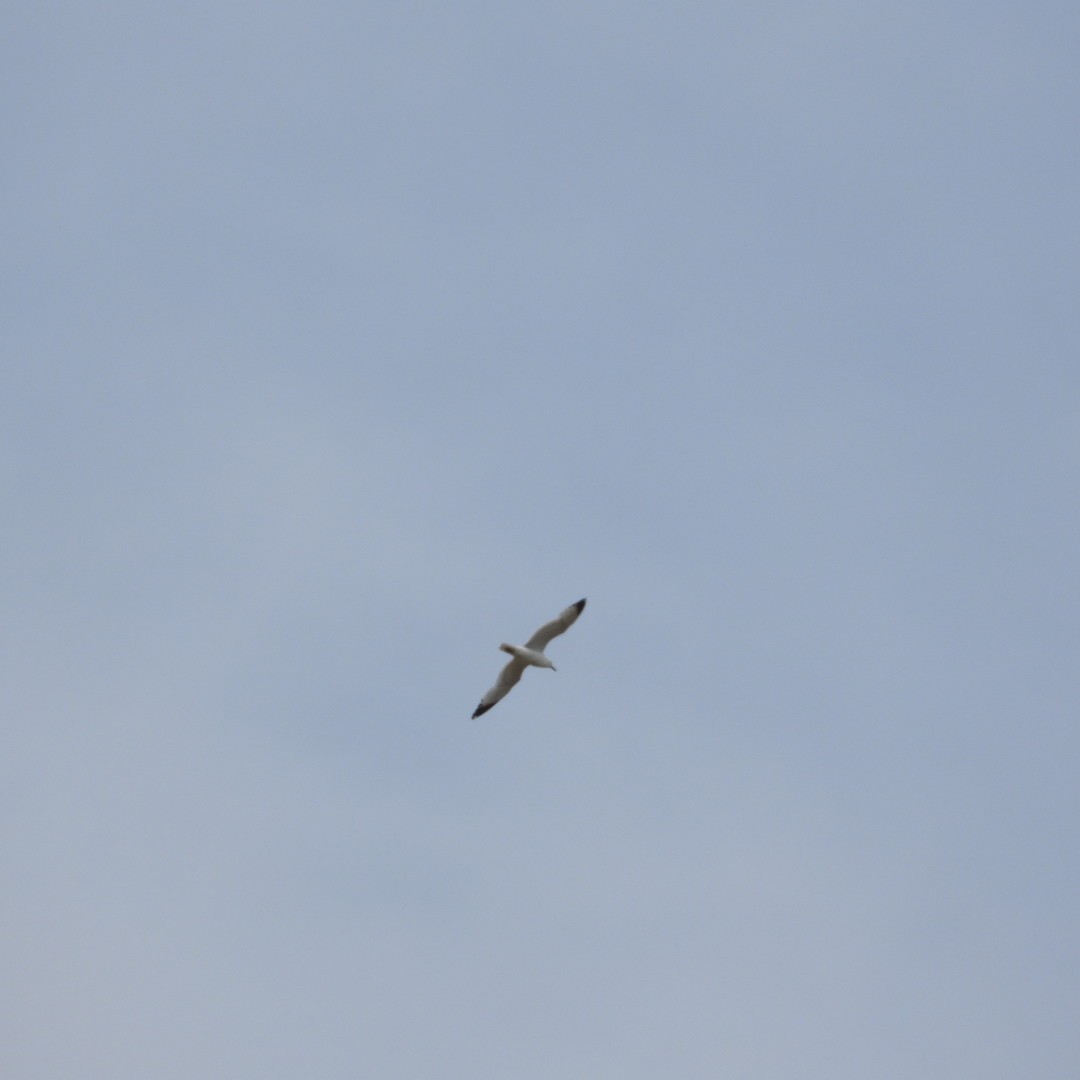 Ring-billed Gull - ML620041292