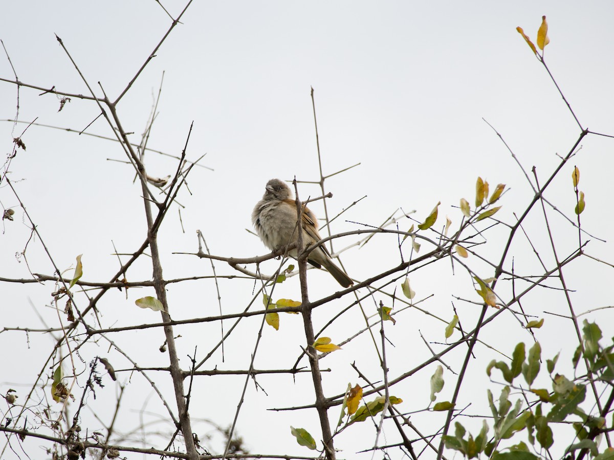 Southern Gray-headed Sparrow - ML620041304