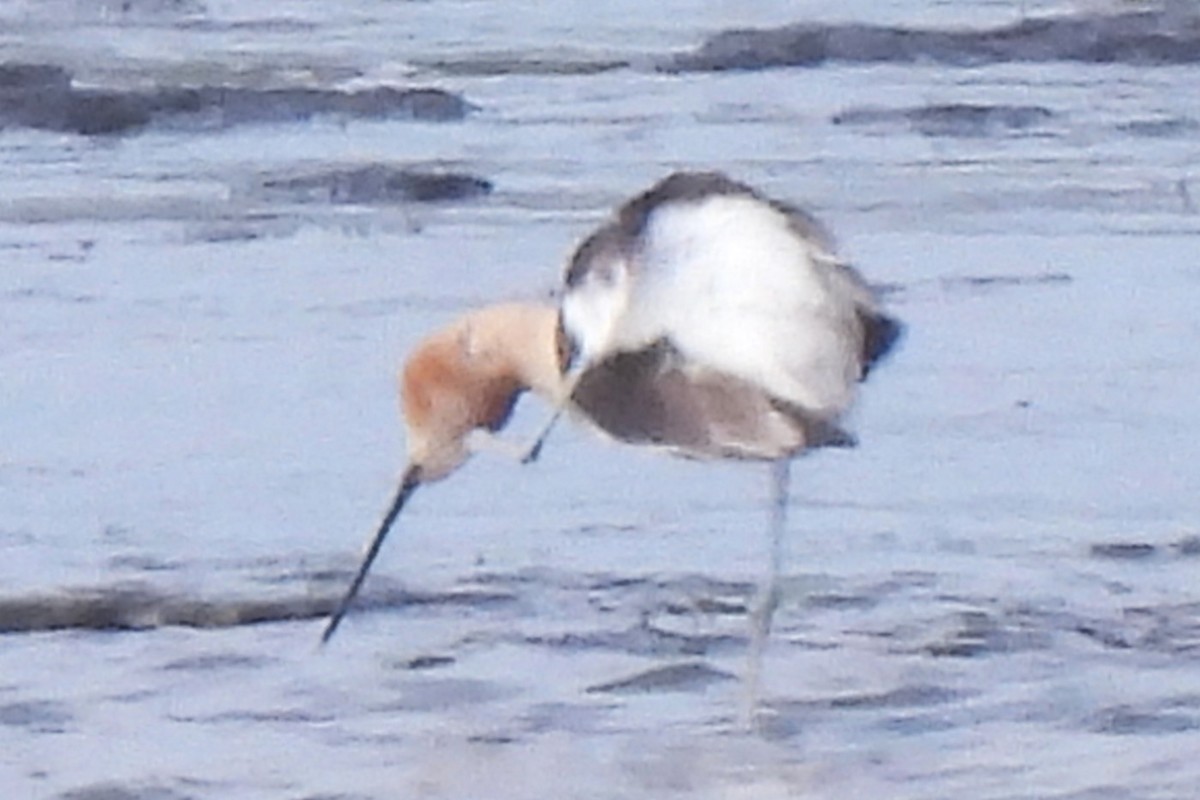 Avoceta Americana - ML620041305