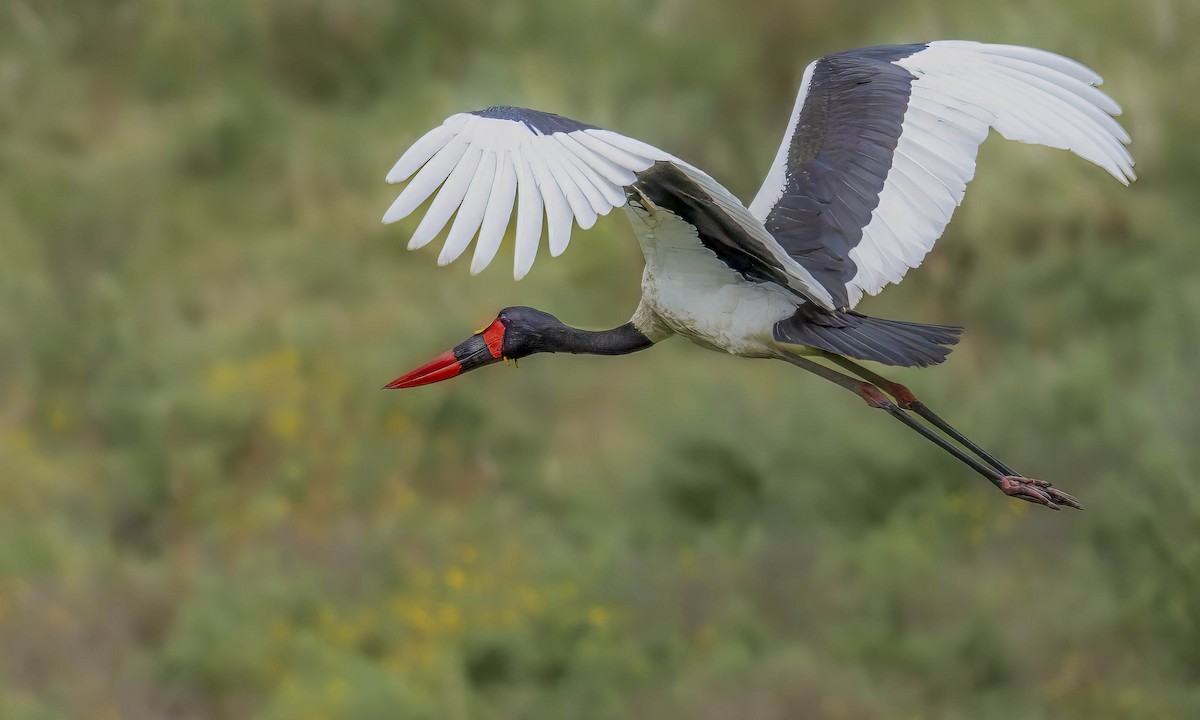 Saddle-billed Stork - William Richards