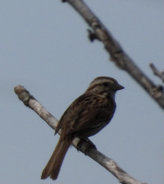 Song Sparrow - ML620041312