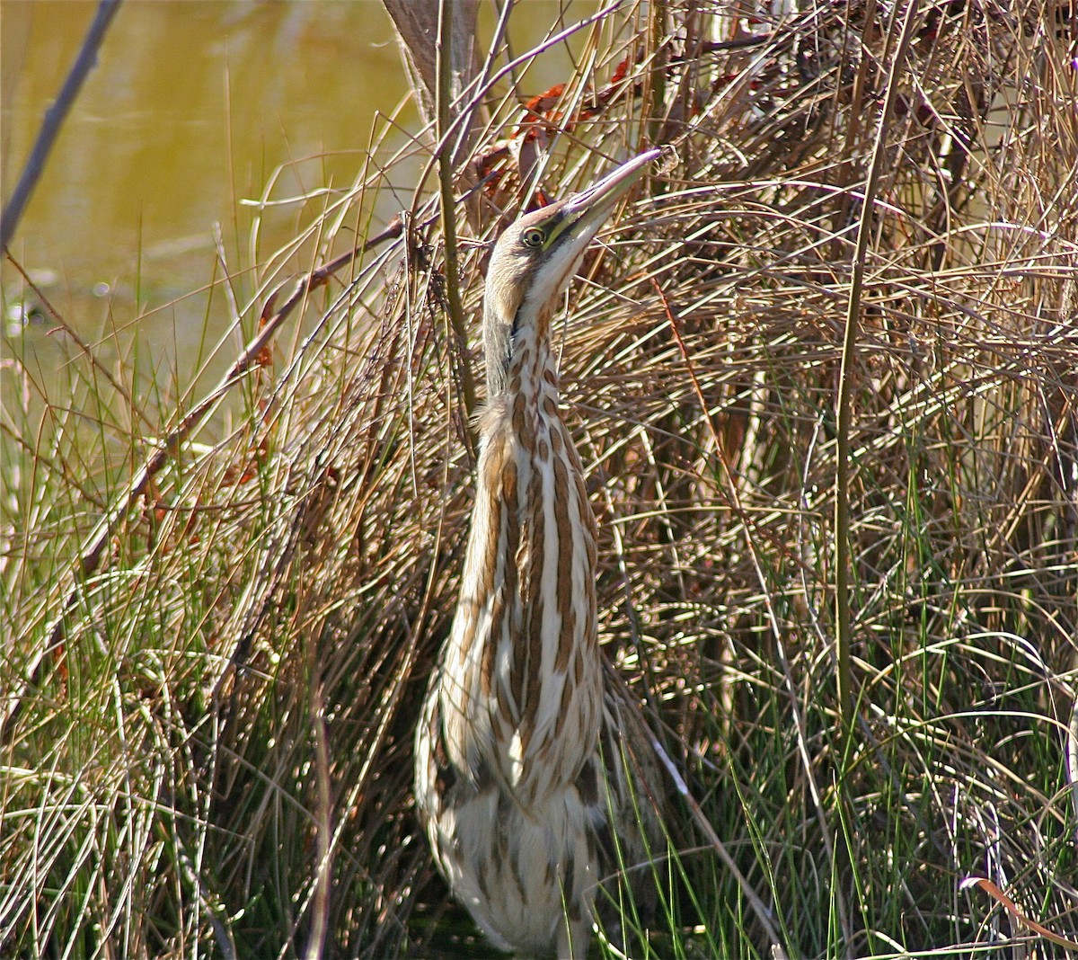 American Bittern - ML620041318