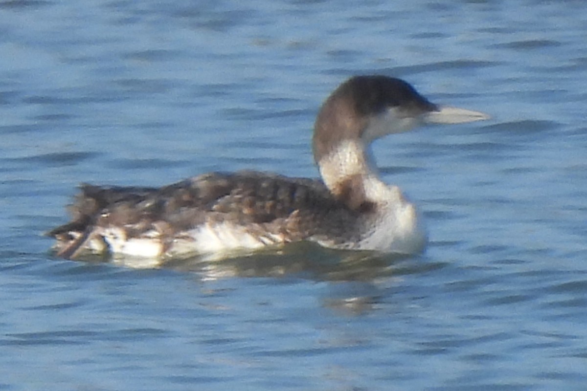 Common Loon - ML620041339