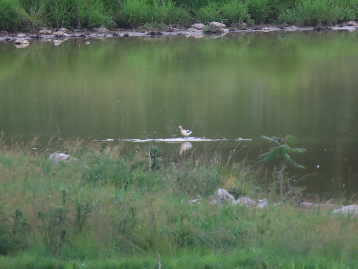 American Avocet - ML620041347