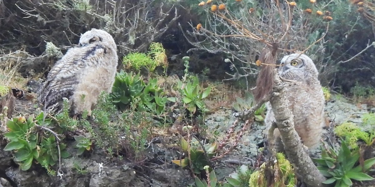Great Horned Owl - ML620041350