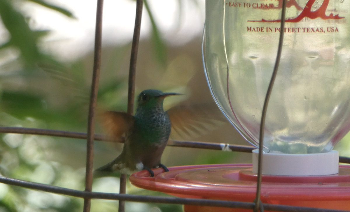 kolibřík mexický - ML620041360