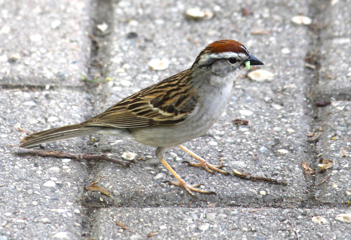Chipping Sparrow - ML620041363