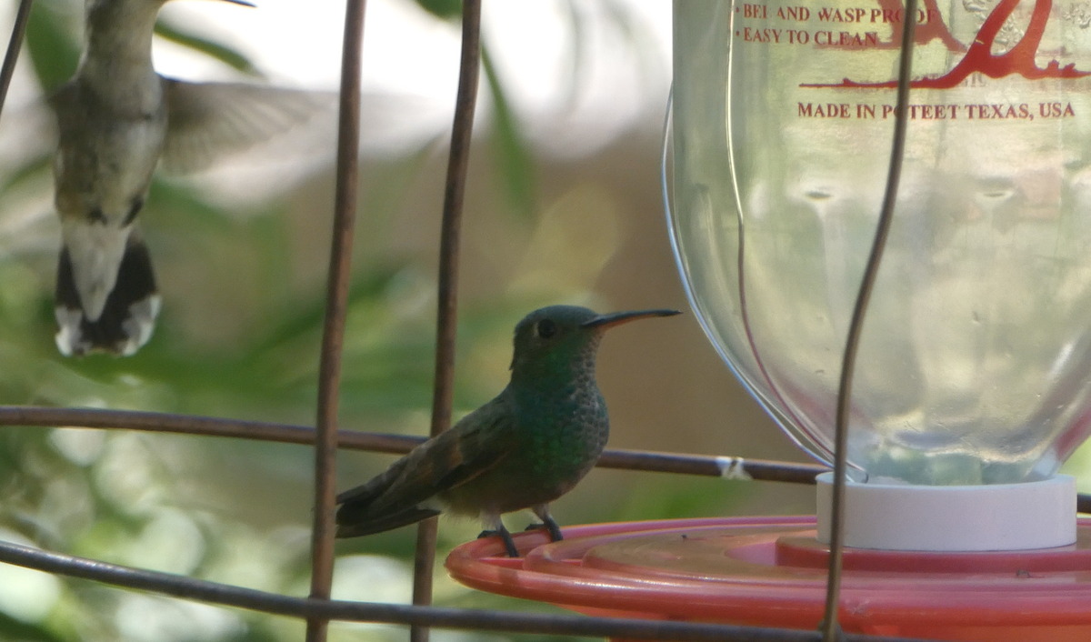 kolibřík mexický - ML620041367