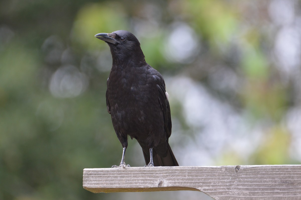American Crow - ML620041368