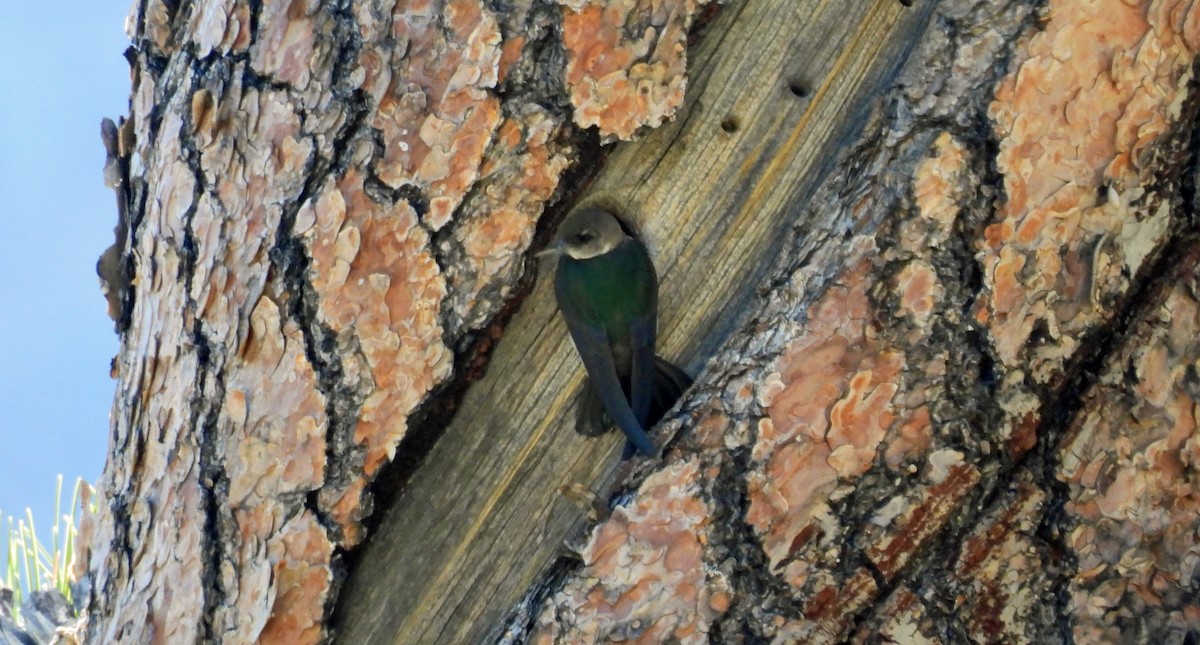 Violet-green Swallow - ML620041369