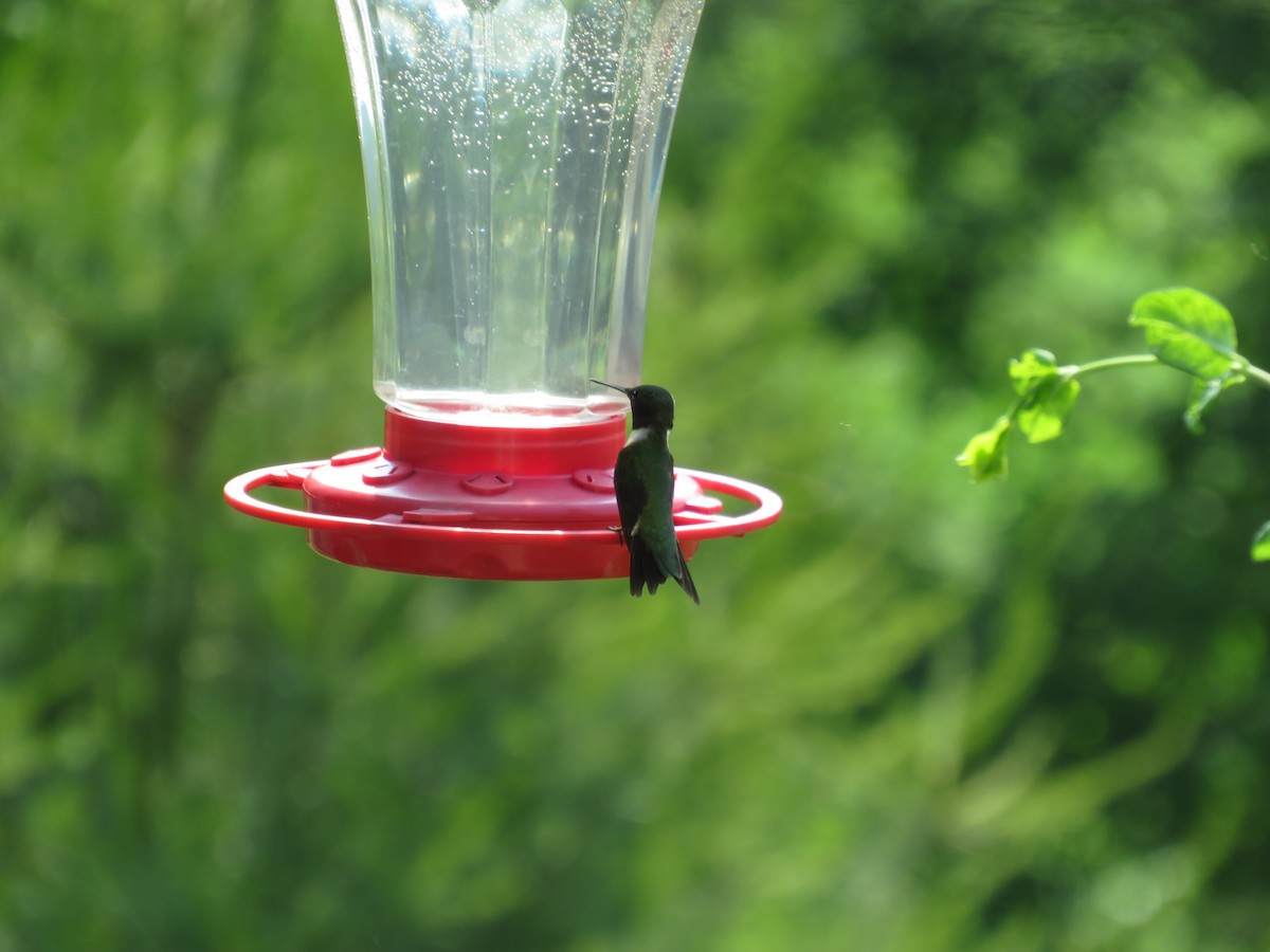 Ruby-throated Hummingbird - ML620041384