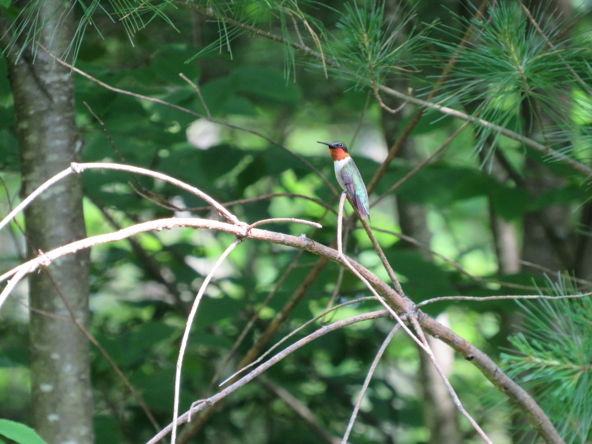 Ruby-throated Hummingbird - ML620041388