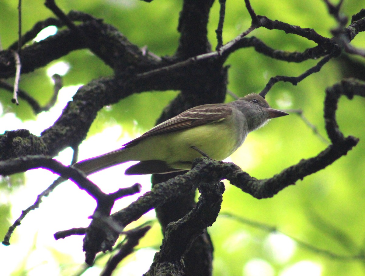 Great Crested Flycatcher - ML620041392