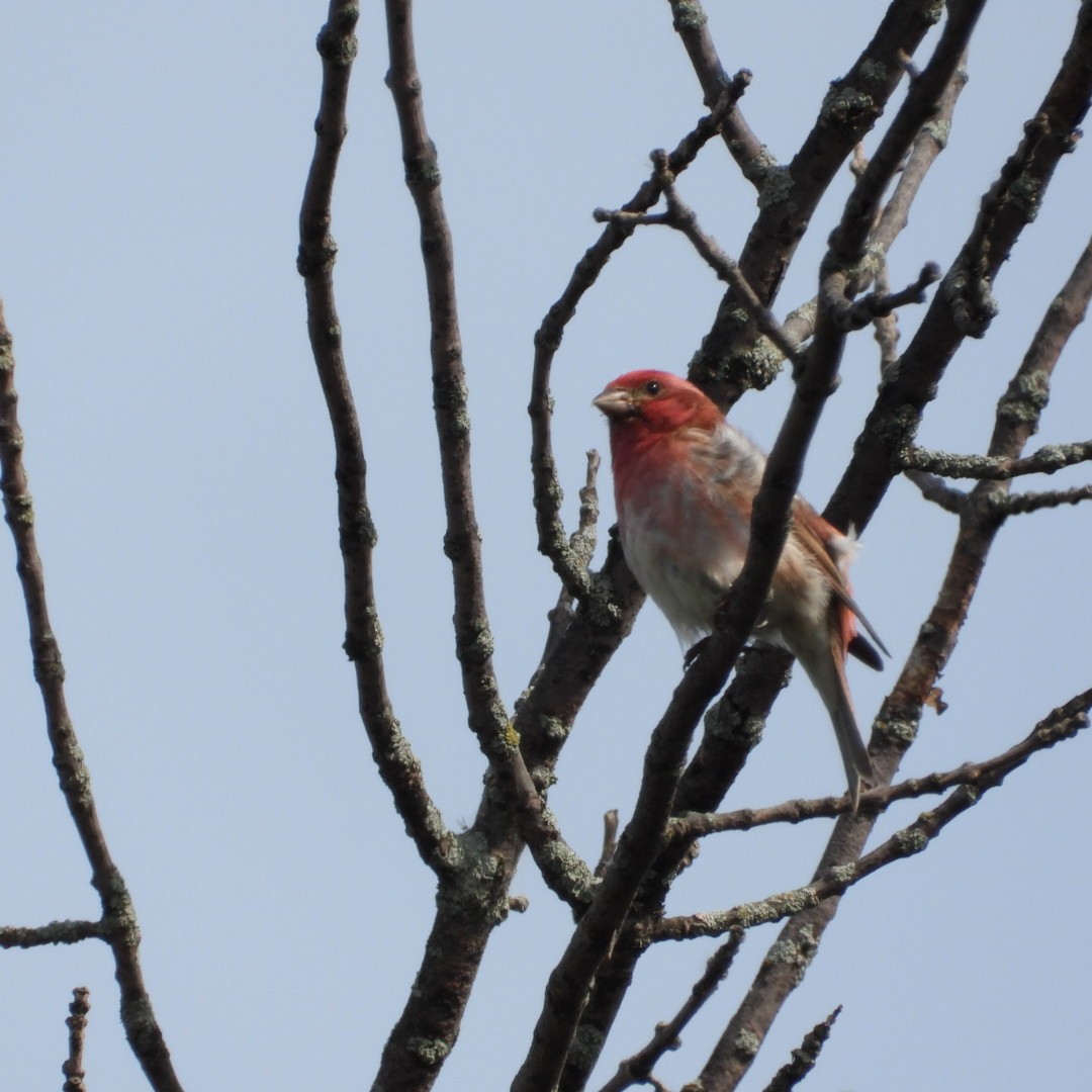 Purple Finch - ML620041404