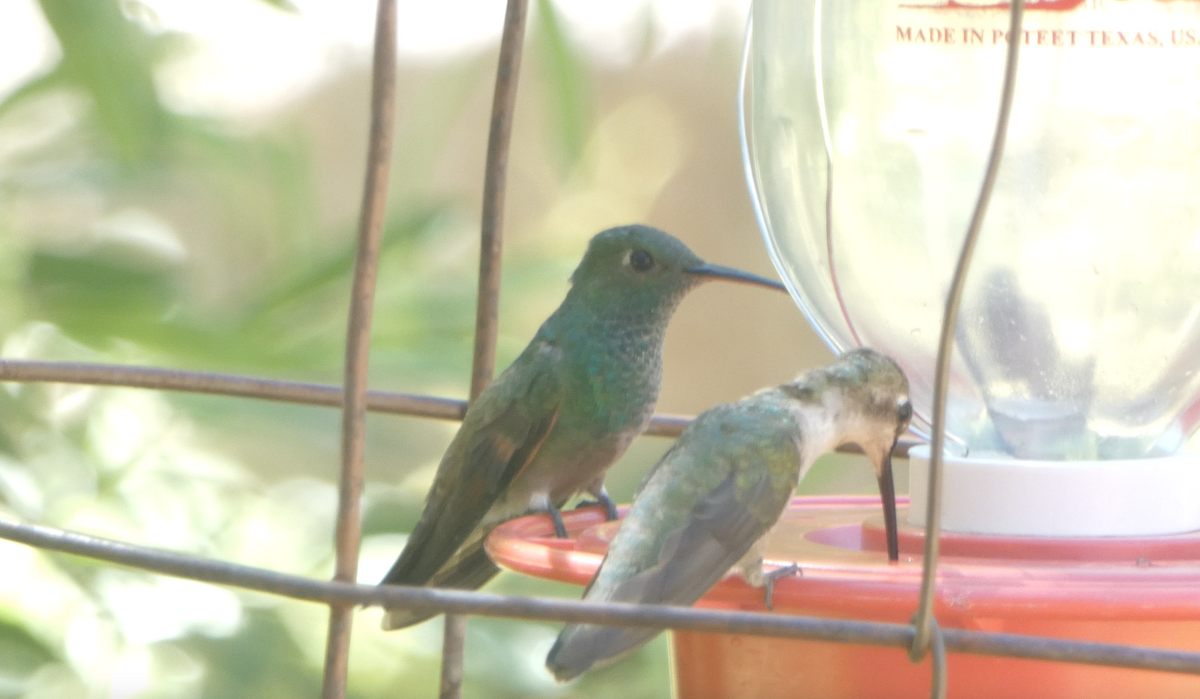 kolibřík mexický - ML620041406